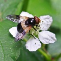 Volucella pellucens, hoverfly,  female, Alan Prowse